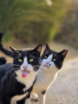 신체부위, 입, 동물, 고양이, 포유류, 애완동물