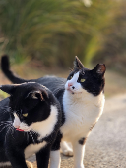 동물, 고양이, 포유류, 애완동물