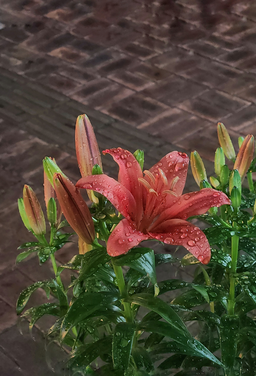 꽃, 이슬, 백합, 비맞은꽃