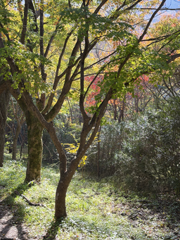 숲, 산책길, 자연, 산책, 햇살, 감성, 나무, 숲속, 풍경