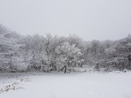 눈, 한라산, 산, 설산, 겨울, 눈세상