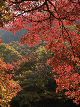 붉은단풍, 단풍, 가을, 빨간잎, 시즌사진, 가을컬러, 빨간, 풍경, 숲, 가을풍경, 자연