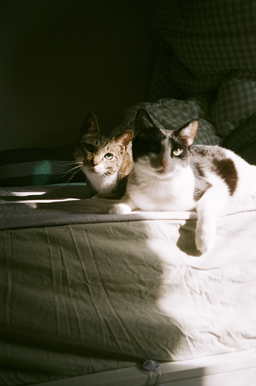 고양이, 길고양이, 꽃, 나무, 자연, 풍경, 동물