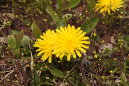 Dandelion, 단델리온, 민들레, 꽃, flower, yellow, 노랑, 야생화, wildflower, green, 그린, 언덕, 잔디, 풀, grass