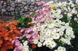 국화, 형형생생, 가을꽃, 화려한, autumn, flower, 가을