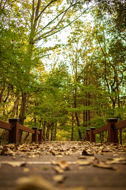 산책, 가을, 낙엽, 산길, 조깅, 숲, 산공기, fall, autumn, 햇빛, 소리, 낙엽소리, tree, forest, leaf