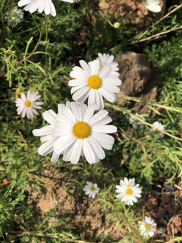 자연, 꽃, 연꽃, 소, 풍경