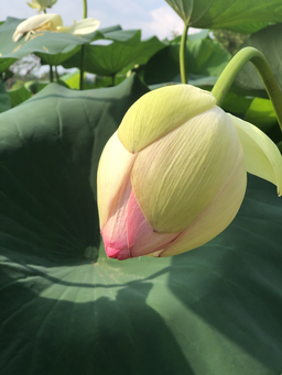자연, 꽃, 연꽃, 소, 풍경
