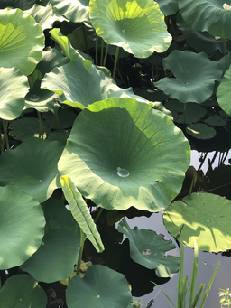 자연, 꽃, 연꽃, 소, 풍경