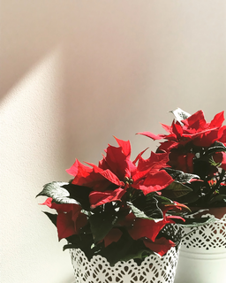 꽃, flower, 화분, 인테리어, 봄, 여름, 계절, music, 힐링, 음악, list, 노래, 감성, 배경