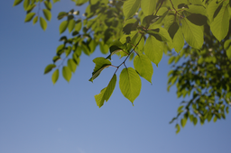 spring, yellowgreen, 새싹, 나뭇잎, 하늘과, 나무, 하늘, leaf, sky, blue, sprout, shoot