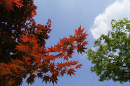 summer, fall, between, space, gap, autumn, red, green, sky, blue, leaf, landscape, scenery, view, sight, contrast
