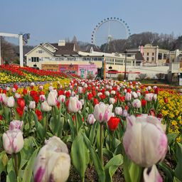 튤립축제, 튤립, 꽃, 놀이공원, 관람차, 여행, 나들이, 가족, 풍경, 자연