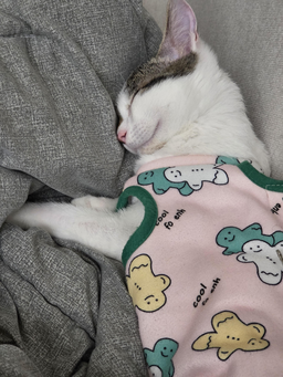 자고있는, 고양이, 애완동물, 아기냥이, 아기고양이