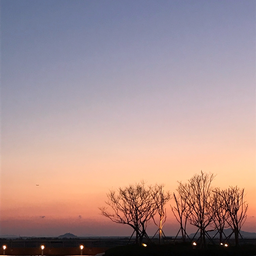 pink, sky, 하늘, 나무, 그림자, tree, park, 노을, 자연, nature