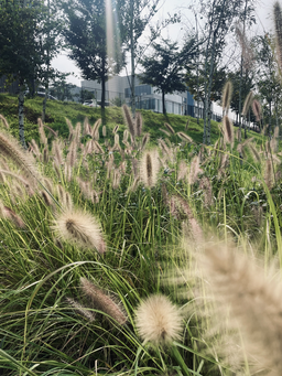잔디, 초목, 녹색, 작은숲, 땅, 나무, 삼림지, 갈대, 공원, 풍경, 강아지풀