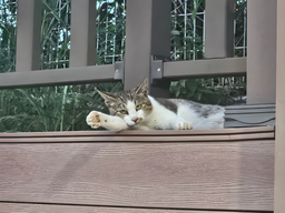 동물, 고양이, 팔베개, 팔베개고양이, 졸린고양이, 휴식