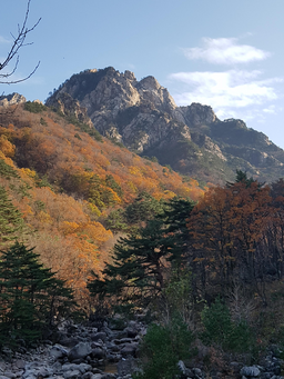나무, 을위한, 자연, 옥외, 황야, 산, 산맥, 구과식물, 정점, 경치