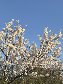 방, 집, 풍경, 자연, 인테리어, 벚꽃, 꽃, 식물