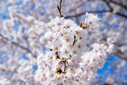 벚꽃, 보성벚꽃, 봄사진, 꽃사진, 봄꽃, 꽃배경, spring