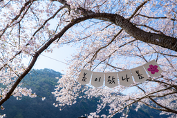 벚꽃, 보성벚꽃, 봄사진, 꽃사진, 봄꽃, 꽃배경, spring