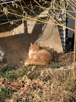 고양이, 길냥이, 냥이, 야옹이, 낮잠, 귀여운