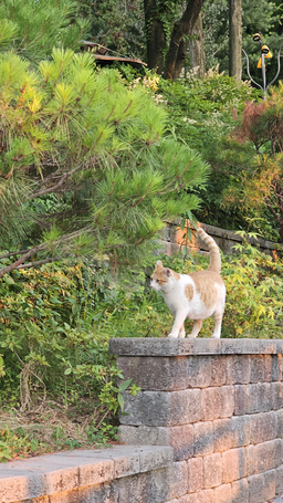 나무, 정원, 자연, 옥외, 고양이