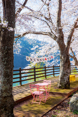 벚꽃, 보성벚꽃, 봄사진, 꽃사진, 봄꽃, 꽃배경, spring
