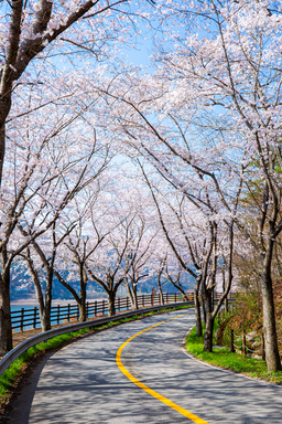 벚꽃, 보성벚꽃, 봄사진, 꽃사진, 봄꽃, 꽃배경, spring