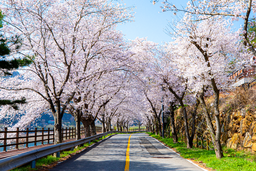 벚꽃, 보성벚꽃, 봄사진, 꽃사진, 봄꽃, 꽃배경, spring