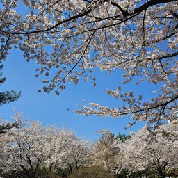 배경, 꽃, 하늘, 벚꽃, 봄, 나무, 계절, 꽃나들이, 자연, 풍경