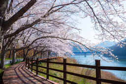 벚꽃, 보성벚꽃, 봄사진, 꽃사진, 봄꽃, 꽃배경, spring