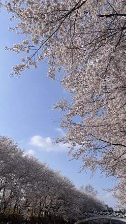 꽃, 식물, 벚꽃, 사람