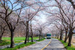 벚꽃, 보성벚꽃, 봄사진, 꽃사진, 봄꽃, 꽃배경, spring
