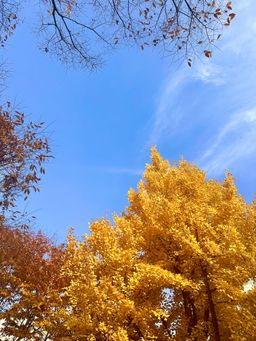 가을, 노랑, 은행나무, 단풍, 비비드, vividcolor, fall, 선명한