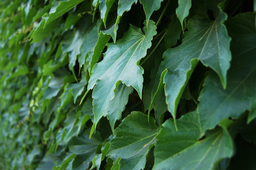 여름, 담쟁이덩굴, 담벼락, 짙은녹색, 녹색, green, deepgreen, summer, vine, cool, midsummer