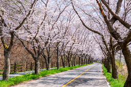 벚꽃, 보성벚꽃, 봄사진, 꽃사진, 봄꽃, 꽃배경, spring