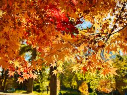 가을, 단풍나무, 총천연색, 가을나무, 선명한, vividcolor, tree, autumn, 주황나뭇잎, 눈부신