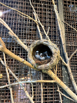 동물, 새, 둥지, 