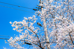 벚꽃, 보성벚꽃, 봄사진, 꽃사진, 봄꽃, 꽃배경, spring