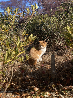 초목, 땅, 나무, 고양이, 동물