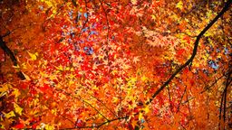 단풍나무, 타오르는, 붉은가을, 가을, autumn, 선명한, 빨강나무, vivid, 비비드, fall