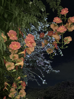 꽃, 식물, 꽃잎, 밤