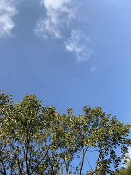 자연, 풍경, 하늘, 나무, 잎, 구름, 여름, 가을, 사진