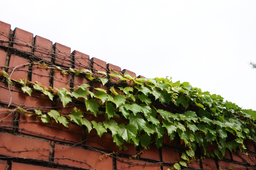 redbrickwall, redbrick, 빨간벽돌, 벽돌벽, 담쟁이, 넝쿨, 덩쿨, vine, 덩굴, 잎사귀, 벽, 여름, 한가운데, 한여름