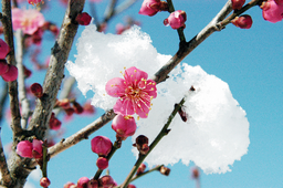 매화, 눈송이, 겨울꽃, 홍매화, 봄의시작, Spring, Snowflower, Vivid
