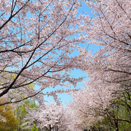 봄, 벚꽃, 자연, 하늘, 숲, 따뜻한