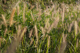 강아지풀, foxtail, Yellow, bristlegrass, 금강아지풀, grass, 가을, fall, autumn, 들판, field, 고요한, 한적한, silent, peaceful