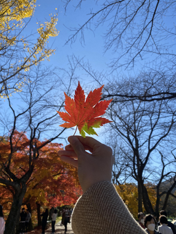 감성, 느낌, 배경, 자연, 장관, 예쁨, 꽃, 계절, 가을, 낙엽