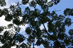 sky, tree, the, shade, of, a, leaf, foliage, dark, black, green, 나무그늘